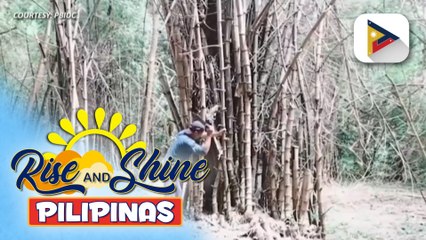 "Kawayan Act" o Bamboo Industry Development Bill, inaasahang maaaprubahan sa 1st quarter ng 2024