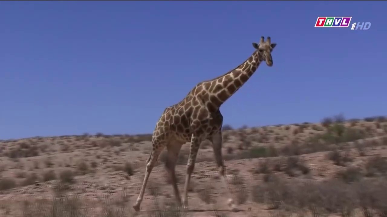 Thế Giới Động Vật - Công Viên Galagadi Stransfrontier