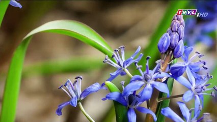 Thế Giới Động Vật - Đồng Rhine Ở Châu Âu