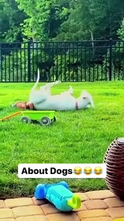Dogs will be dogs