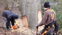 Dangerous Fastest Skill Felling Tree Powerful Chainsaw Machines, World's Biggest Tree Cutting Do