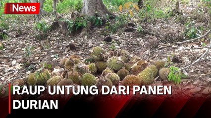 Warga di Bangka Selatan Raup Cuan Berlimpah Selamam Musim Panen Durian n
