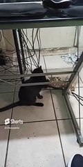 La #gata #bombay se pone a jugar con los cables de las camaras en la oficina #shorts #animal #gatos
