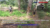 Berkah Musim Durian, Warga di Bangka Selatan Raup Cuan Berlimpah