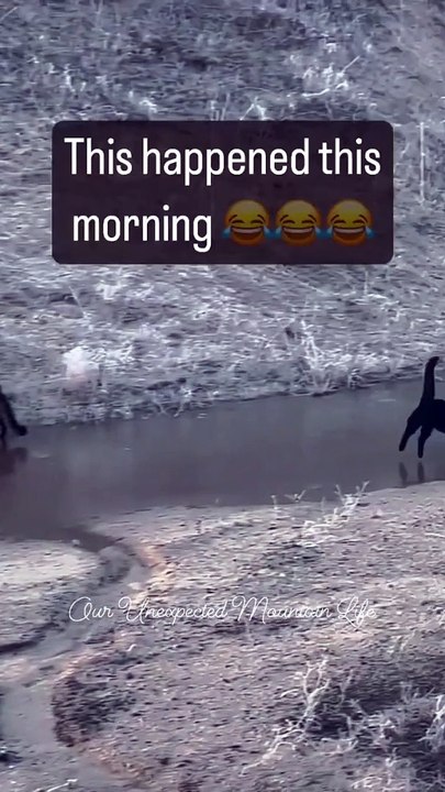 Funny cat dog animal videos on Instagram Tiktok #memes #funnyanimals #مضحك