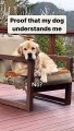 Funny cat dog animal videos on Instagram Tiktok #memes #funnyanimals #مضحك