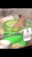 Funny cat dog animal videos on Instagram Tiktok #memes #funnyanimals #مضحك