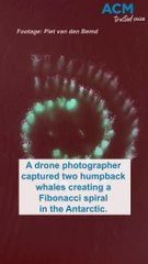 Humpback whales create a Fibonacci spiral in the Antarctic