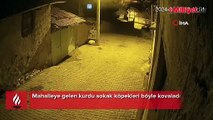 Mahalleye gelen kurdu sokak köpekleri böyle kovaladı