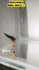 World of Newborn Mollies #colorfishsns895