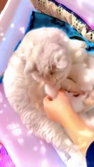 billi ka ghar mein bacche dena cat #cookingoil #nohanadeemsarwar #motivation #gulabphool