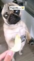 Funny pugs videos comp ,pugs funny videos | funny pugs videos | funny pugs | Funny Pug Moments | pugs screaming