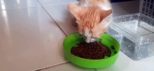 This cute kitten wants to eat first❤