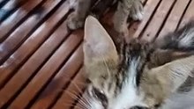Kittens