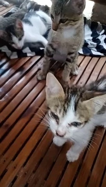 Kittens