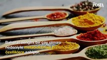 Hindistan'ın geleneksel içeceklerinden masala çayının sağlığa olan faydaları!