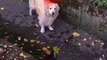 Ce chien se retrouve coincé dans un fossé puis reçoit le soutien de cinq passants