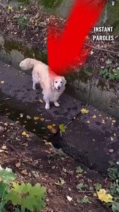 Ce chien se retrouve coincé dans un fossé puis reçoit le soutien de cinq passants