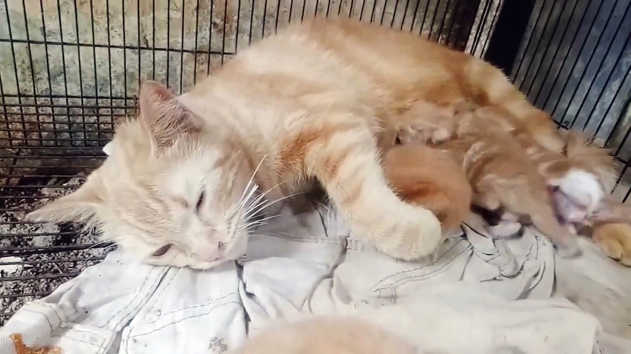kitten funny