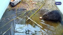 Beaver recuperating at Sussex RSPCA after struggling at sea