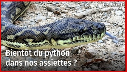 Bientôt du python dans nos assiettes ?