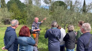Montfrin : Alain Selme initie à la taille des oliviers