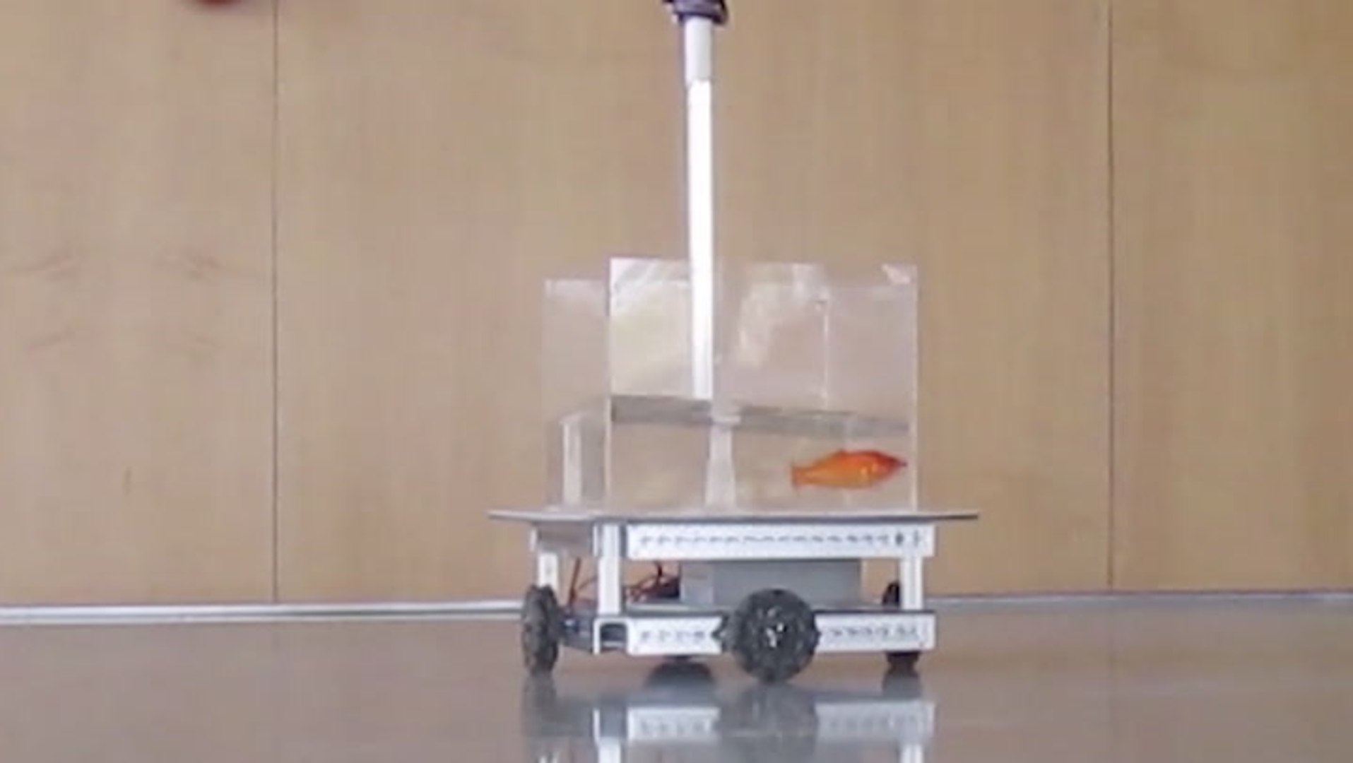 ⁣Scientists Experiment Discovered Goldfish Can Drive