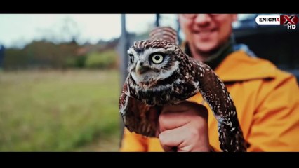 SEPERTI APA BUMI DI ZAMAN SERANGGA RAKSASA?