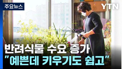 반려동물? 난 반려식물!..."예쁜 데 키우기도 쉽고" / YTN