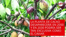 7 alimentos que desaparecerían con el cambio climático