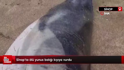 Sinop’ta ölü yunus balığı kıyıya vurdu