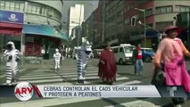 Cebras controlan el caos vehicular y protegen a los peatones en Bolivia