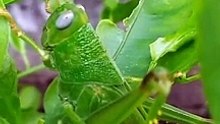 green grasshopper