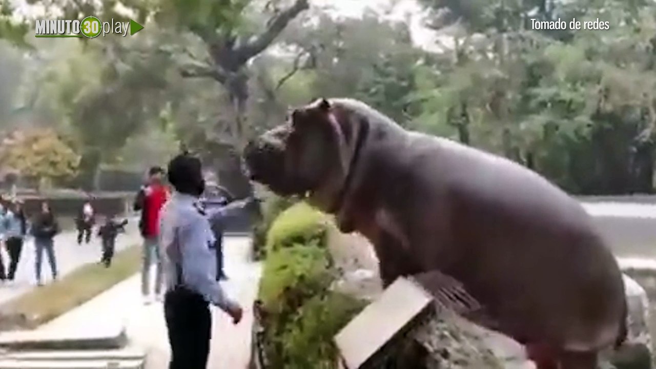 Qué susto vigilante evitó que un hipopótamo se...