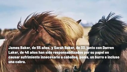 Tres personas fueron condenadas por crueldad animal en un centro de terapia con caballos