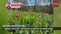 La Semar destruye plantíos de marihuana y amapola en Sinaloa