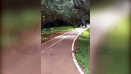 Quem perdeu? Calcinhas espalhadas pela pista de caminhada do Lago chamam a atenção de internauta