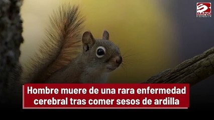 Hombre muere de una rara enfermedad cerebral tras comer sesos de ardilla