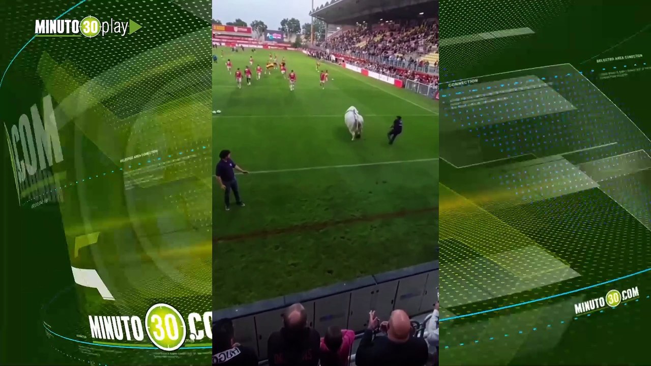 Qué susto Gigante toro invade partido de Rugby y genera caos entre jugadores