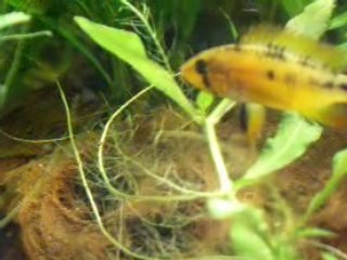 Repro macmasteri 06 avril 08 video 001