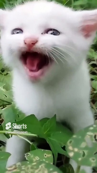 chat mignonne