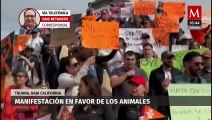 Realizan marcha en Baja California a favor de los derechos de los animales