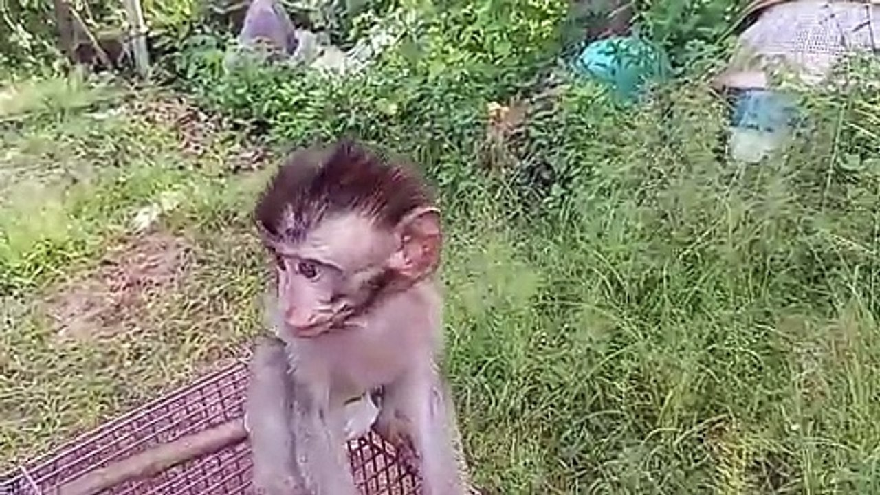cute baby monkey