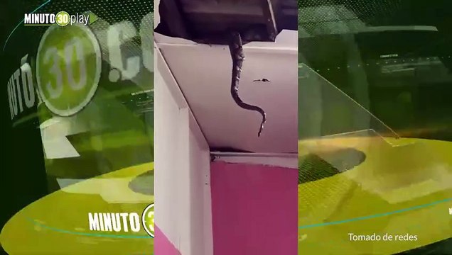 Encontraron un nido de pitones gigantescas en el techo de una casa