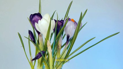 Awakening Hope_ The Journey Through Coma Recovery