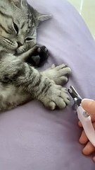 Nail clipper kitten