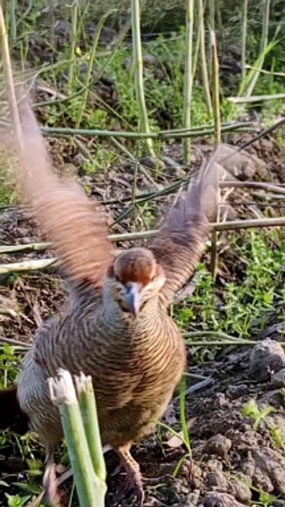 teetar wild pakshi flying