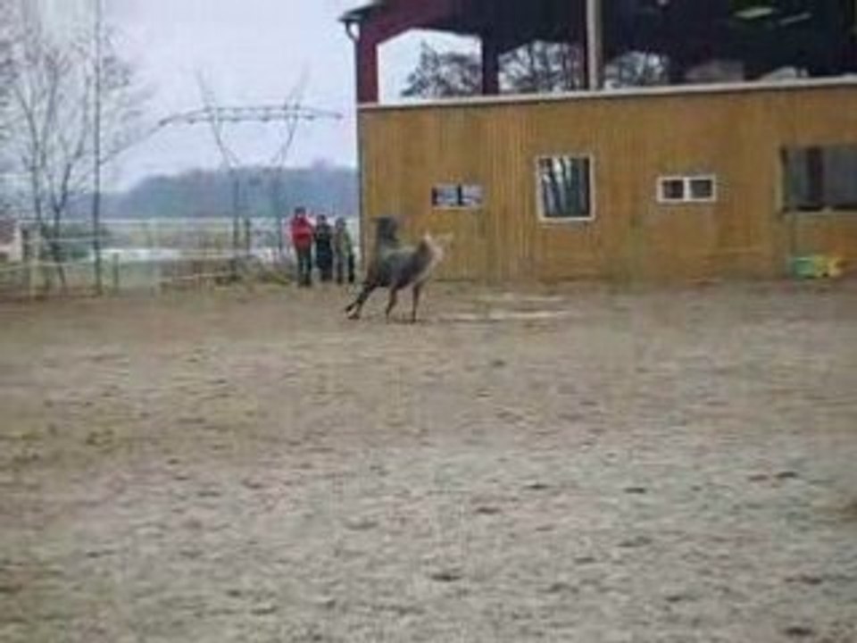 Quonstantine Au Paddock =D