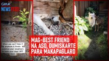 Mag-best friend na aso, dumiskarte para makapaglaro | GMA Integrated Newsfeed