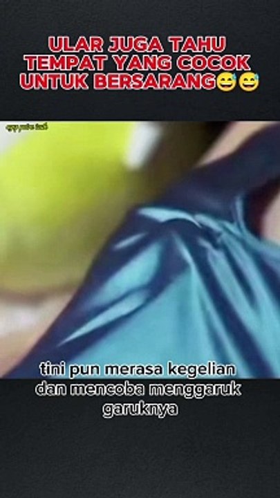 Ular juga tahu tempat yang cocok untuk bersarang 
